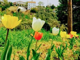 Agroturismo Sunflower