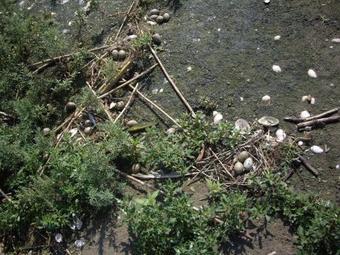 Hostal Casa Steaua De Mare