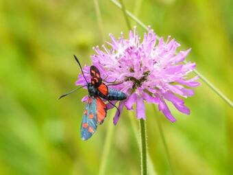 Agroturismo Bio-agriturismo Parco Rurale "alture Di Polazzo"