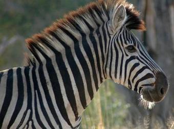 Ngama Tented Safari Lodge