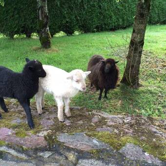 Bed & Breakfast Avel West