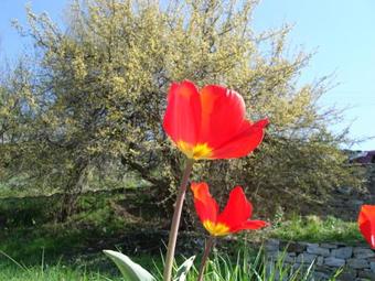 Agroturismo Leshten Eco Villas