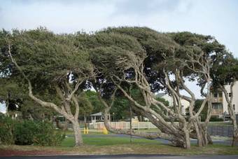 Hotel Peppertree Atlantic Beach