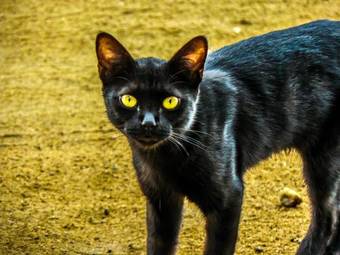 Hotel Srinivasa Residency