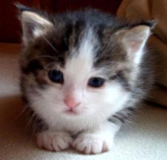 Agroturismo Haus Mondspitze