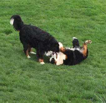 Pension Landhaus Aubauerngut