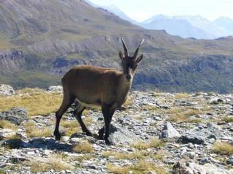 Aparthotel Chalet Des Neiges : La Cime Des Arcs