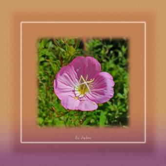 Apartamento Ikaria Utopia - Cusco Studios