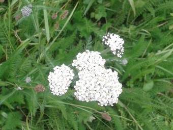 Connemara Lake Hotel