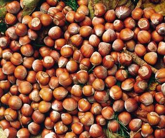 Agroturismo Marcarini Agriturismo