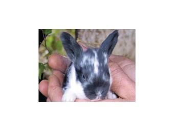 Holiday Home N�r Gangvide St�nga II