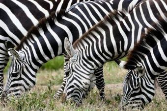 Hotel Best Western Burlington Inn Suites