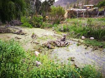 Estrellakan +569 89792306