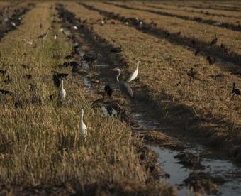 Agroturismo Mas Illa De Riu
