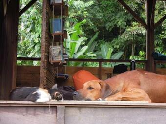 Hostal The Pelican House Hostel