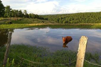 Studio ~ At Sylamore Creek