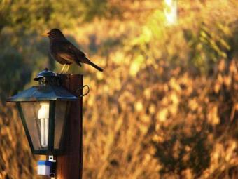 Lodge Caba�as Buena Vista