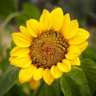 Hostal Ionia Guest House