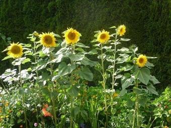 Apartamento Ferienwohnung-nr-1