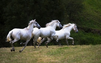 Domus Selecta Hotel Rural Las Monta�as De Pumar