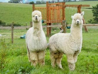 Meadow View, Laugharne