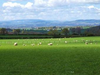 Bluebell Cottage, Leominster