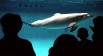 Hotel Best Western Plus New England Inn & Suites