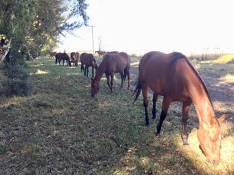 Casa De Campo Y Mar "estancia El Rezongo" Pehuen Co
