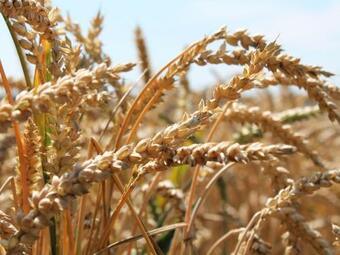 Budget Apartment In Grundshagen With Garden Seating