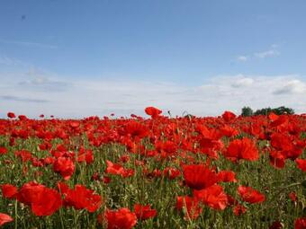 Comfy Bungalow In Fuhlendorf With Terrace, Barbecue, Garden