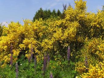 Hostal Pension Zum Alten Rathaus