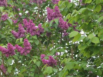 Charming Bungalow In Borgerende-rethwisch With Sauna