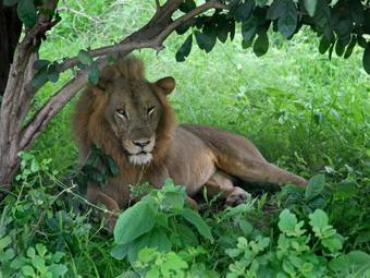 Protea Hotel By Marriott Lusaka Safari Lodge