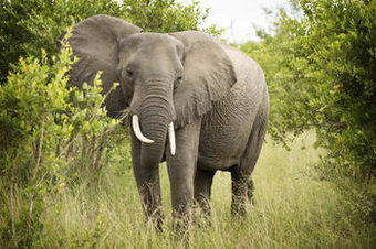 Lukimbi Safari Lodge
