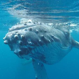 Hotel Serenity Beaches Resort