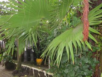 Dian Fossey Nyiramacibir Hotel