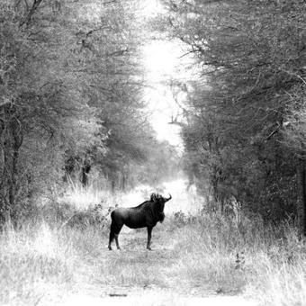 Agroturismo Stevensford Game Reserve