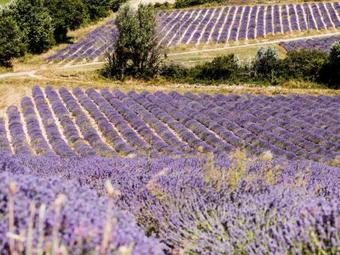 Holiday Home Aubignane Le Mas Des Oliviers