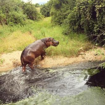 Bed & Breakfast Mabata Makali Luxury Tented Camp
