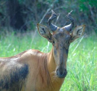 Hostal Idc Guest House