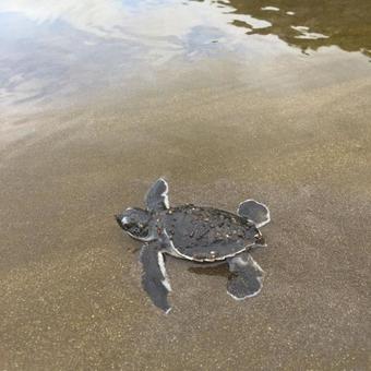 Hotel Playa Cambutal