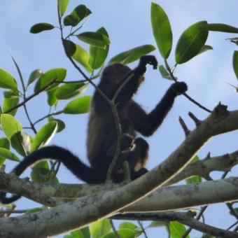Sand Dollar Beach Bed & Breakfast