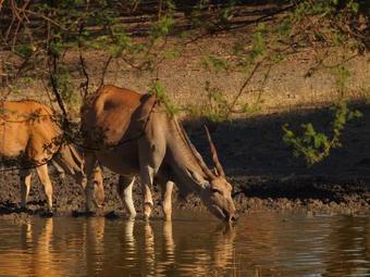 Hotel Gabus Game Ranch
