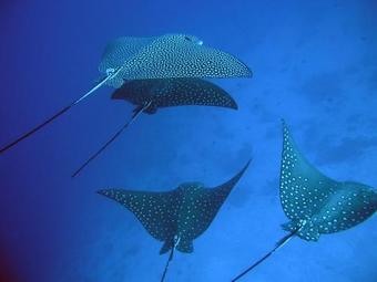 Hostal Sunny Sand Rasdhoo