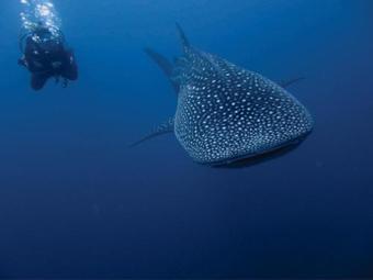 Hostal Calyx Grand Fuvahmulah