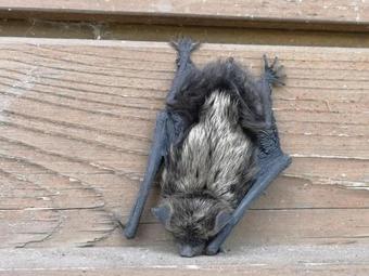 Atp?tas Vieta Upes Saus?tes