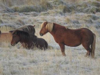 K�lfafellsstadur Bed & Breakfast