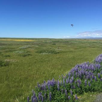 Ocean Beach Apartments