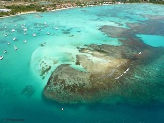 La Canne � Sucre Petit Canal