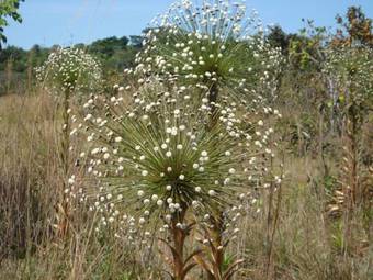 Hostal Pousada Jardim Da Chapada